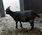 Dwerggeit, Dieren en Toebehoren