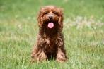 Cavapoo pups te koop, Dieren en Toebehoren, 15 weken tot 1 jaar, Overige rassen, Buitenland, CDV (hondenziekte)