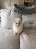 Prachtige mini pomeriaan pups( bear face ), Dieren en Toebehoren, Parvo, België, Particulier, Keeshond