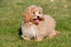 Maltipoo pups te koop, Dieren en Toebehoren, 15 weken tot 1 jaar, Overige rassen, Buitenland, CDV (hondenziekte)