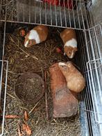 Cavia beertjes, Dieren en Toebehoren, Cavia, Mannelijk, Tam, Oktober