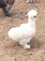 Wit Zijdehoender hen, Dieren en Toebehoren, Vrouwelijk