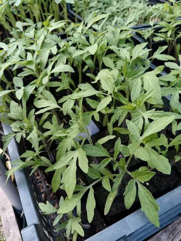 14 variétés de tomates  beschikbaar voor biedingen