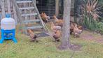 Brahma krielen, Dieren en Toebehoren, Pluimvee, Meerdere dieren, Kip