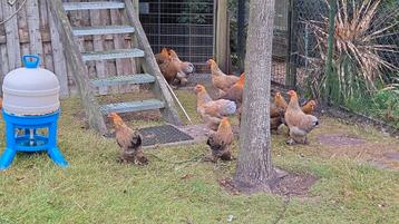 Brahma krielen, Plusieurs animaux, Poule ou poulet