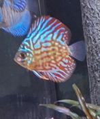 Discusvis 2x, Dieren en Toebehoren