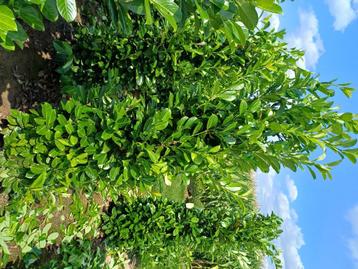 Prunus Rotundifolia (riemst) beschikbaar voor biedingen