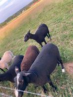 1 lot  Zware corecte ooien, Dieren en Toebehoren, Schapen, Geiten en Varkens, Vrouwelijk, Schaap