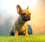 Prachtige Franse Bulldog Pup, Dieren en Toebehoren, Honden | Bulldogs, Pinschers en Molossers, België, Fokker | Hobbymatig, Reu
