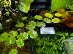 Water navel, Tuin en Terras, Ophalen, Zo goed als nieuw
