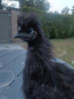Zwarte zijdehoenders (koppel) 10€ vr de 2, Dieren en Toebehoren, Pluimvee, Meerdere dieren, Kip