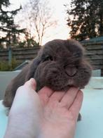 Minilop rammetje beschikbaar, Dieren en Toebehoren, Konijnen, Mannelijk, Dwerg, Hangoor, 0 tot 2 jaar