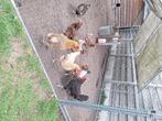 Te koop kippen en krielen, Dieren en Toebehoren, Pluimvee, Vrouwelijk, Kip