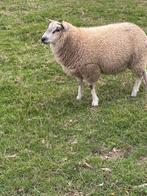 Ram, Dieren en Toebehoren, Mannelijk, Schaap, 0 tot 2 jaar