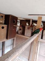 valkparkieten, Dieren en Toebehoren, Meerdere dieren, Parkiet