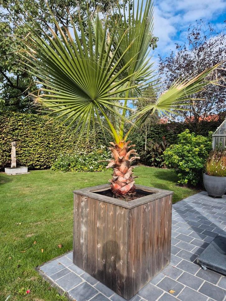 Palmboom Whasingtonia, Tuin en Terras, Planten | Bomen, Palmboom, Winter, Ophalen