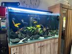 Aquarium 600l, Dieren en Toebehoren, Vissen | Aquaria en Toebehoren, Gebruikt, Gevuld zoetwateraquarium