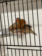 Koppel orb zwb bruin zebravinken, Meerdere dieren