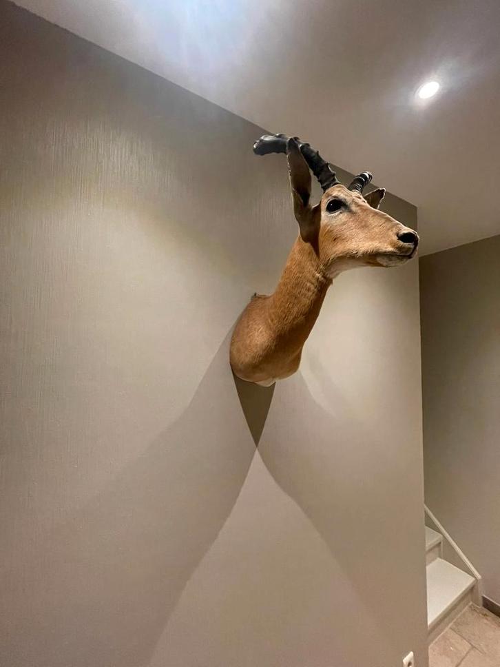Gazelle Wandtrofee – Topstaat, Collections, Collections Animaux, Comme neuf, Bois ou Tête, Animal sauvage, Enlèvement
