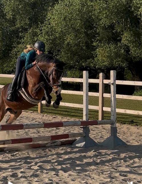 D-pony ruin te koop, Dieren en Toebehoren, Pony's, Ruin