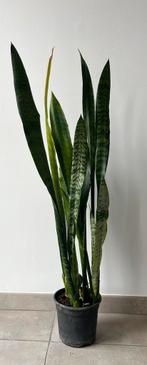 Plant sanseveria (vrouwentong), Huis en Inrichting, Kamerplanten, Ophalen, Overige soorten, Halfschaduw, Minder dan 100 cm