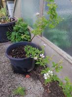 Braambes doornloos, Tuin en Terras, Planten | Struiken en Hagen, Ophalen