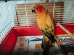 Koppel zonparkieten, Dieren en Toebehoren