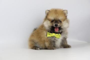 Dwergkeesjes, Pomeranian pups, Pomeriaantjes