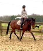 Brave 4j merrie, Dieren en Toebehoren, Merrie