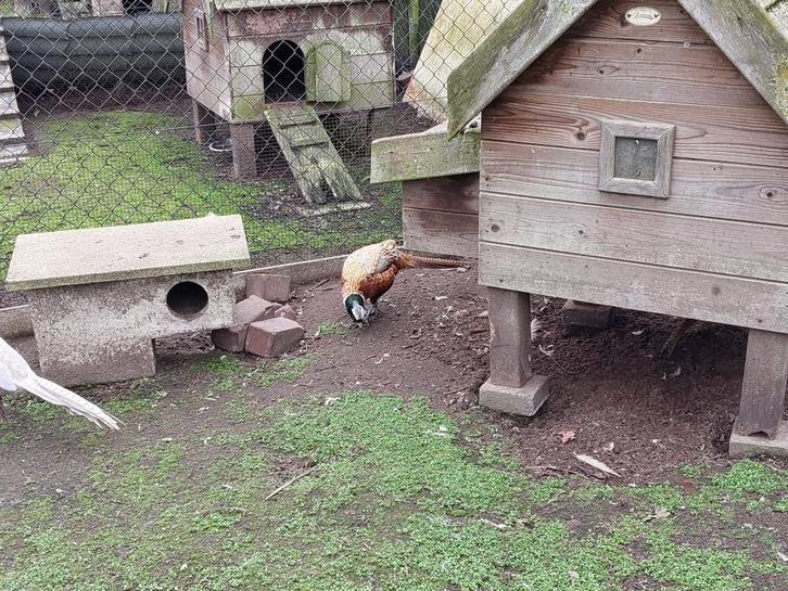 Formosa fazant, Dieren en Toebehoren, Pluimvee, Overige soorten, Mannelijk