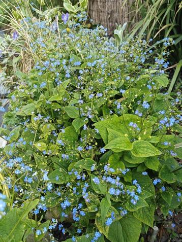 Brunnera Macrophylla – lange bloei – winterhard beschikbaar voor biedingen