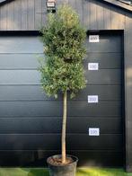 STEENEIK  OF QUERCUS ILEX  in pot  van 25cm tot 45cm hoog, Tuin en Terras, Planten | Bomen, Ophalen, In pot, Overige soorten