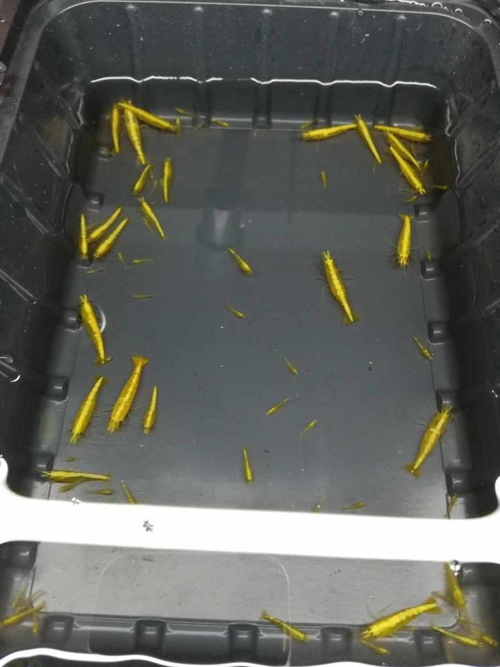 Gele sakura/golden back garnalen met rugstreep! (high grade), Dieren en Toebehoren, Vissen | Aquariumvissen, Zoetwatervis, Kreeft, Krab of Garnaal