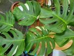 Monstera bonte albo-plant, Huis en Inrichting, Kamerplanten, Ophalen, 100 tot 150 cm, Halfschaduw, In pot
