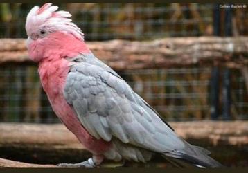 Je recherche des oiseaux à donner contre bons soins beschikbaar voor biedingen