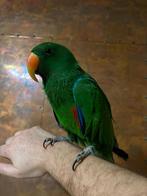 Handtame edelpapegaai, Dieren en Toebehoren, Mannelijk, Papegaai, Pratend