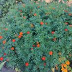 Zaden Tagetes patula "afrikaantjes" - 1gr, Tuin en Terras, Bloembollen en Zaden, Ophalen