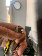 Mannelijke distelvinken parva 110e, Dieren en Toebehoren, Mannelijk