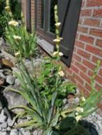 sisyrincium stratum, Ophalen, Vaste plant