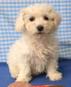 Superleuke Bichon Frisé pups!, Dieren en Toebehoren, Honden | Chihuahua's en Gezelschapshonden, 15 weken tot 1 jaar, Overige rassen