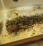 Raphael meerval en banjo meerval, Dieren en Toebehoren, Vissen | Aquariumvissen