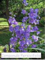 Campanula Persicifolia of prachtklokje, Tuin en Terras, Ophalen, Lente, Vaste plant, Volle zon