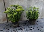 Sedum vaste tuinplant, vetplant met roze bloemen, Overige soorten, Volle zon, Vaste plant, Ophalen of Verzenden