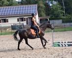 Zwarte parel, Dieren en Toebehoren, Minder dan 160 cm, L, 7 tot 10 jaar, Recreatiepaard