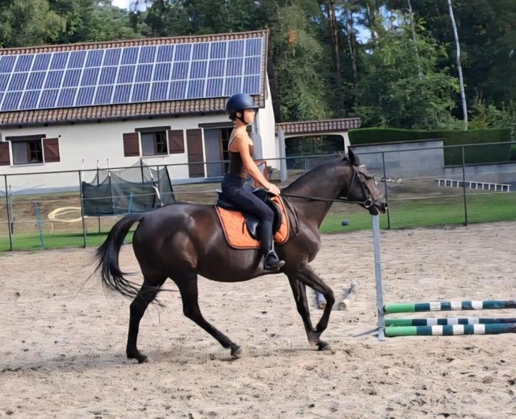 Zwarte parel, Dieren en Toebehoren, Paarden, Merrie, L, Minder dan 160 cm, 7 tot 10 jaar, Recreatiepaard, Gechipt, Ontwormd, Ingeënt