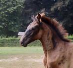 Zwart PRE hengstveulen, Dieren en Toebehoren, Paarden, Hengst, M