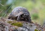 Je cherche une tortue terrestre, je cherche une tortue, Tortue