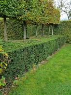 Gratis taxus, Tuin en Terras, Planten | Struiken en Hagen, Ophalen, Taxus, Haag, Minder dan 100 cm