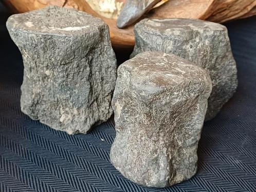 Fossiele walviswervels uit Antwerpen - 35€/stuk, Verzamelen, Mineralen en Fossielen, Fossiel, Ophalen of Verzenden