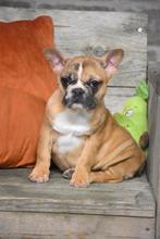 Prachtige bruine Franse Bulldog pup, Dieren en Toebehoren, Honden | Bulldogs, Pinschers en Molossers, België, CDV (hondenziekte)